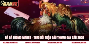 Đá Gà Thomo Man88 – Theo Dõi Trận Đấu Thomo Gay Cấn 2026